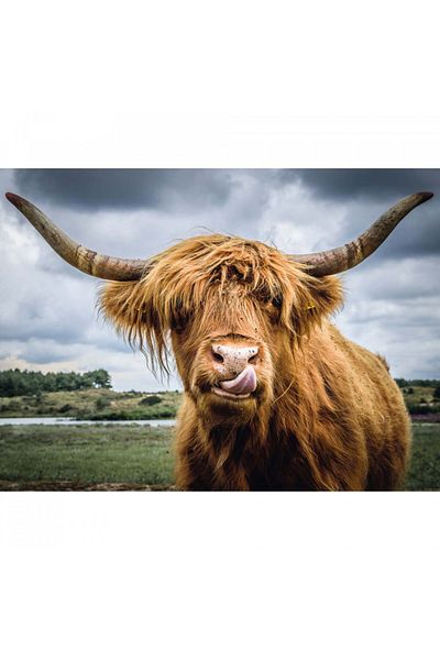 RAVENSBURGER Cattle Puzzle, 300 Pieces