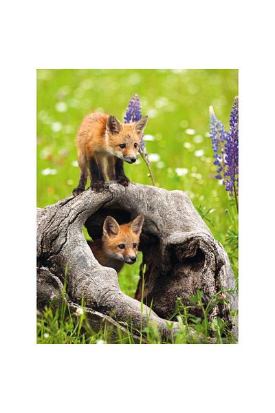 RAVENSBURGER Fox cub puzzle 300 pieces