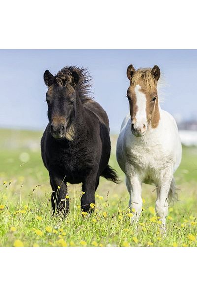 RAVENSBURGER Horse Puzzle, 3X49 Pieces