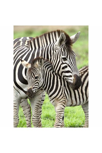 RAVENSBURGER Puzzle Zebre, 300 Piese