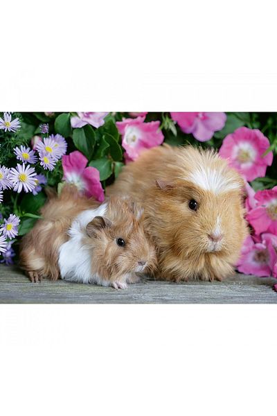 RAVENSBURGER Guinea Pig and Bunny Puzzle, 2X12 Pieces