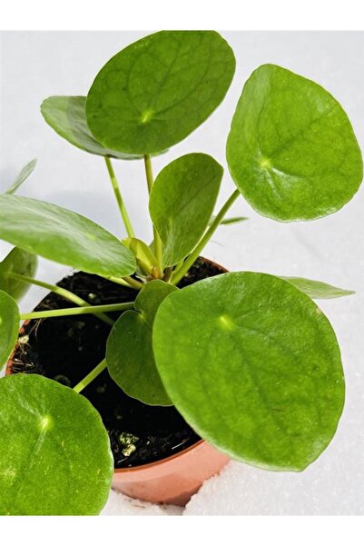SUKULENTİSTANBUL Pilea Peperomioides Çin Para Ev Bitkisi 8.5cm saksıda -Pilea...