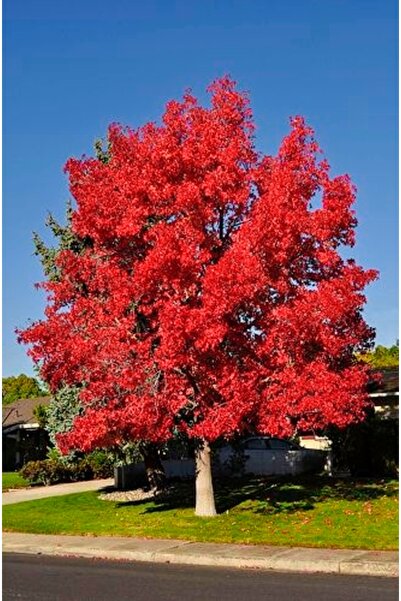 FİDANKÖY Sığla ağacı