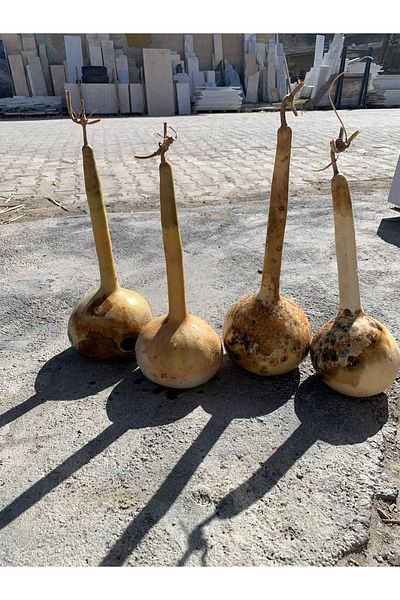 Tunca Gourd Dried Long Stem Gourd Suitable for Making Kemane