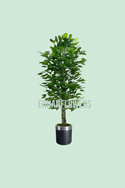 ERHAN FLOWERS ÇİÇEK & DEKORASYON 150 cm ıslak doku benjamin ağaç siyah gümüş ...
