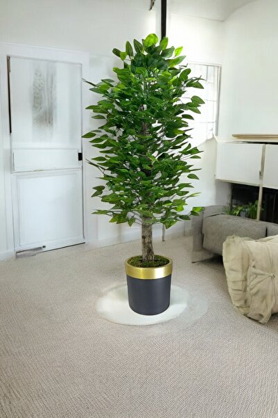 ERHAN FLOWERS ÇİÇEK & DEKORASYON 150 cm ıslak doku benjamin ağaç siyah gold saksıda