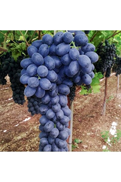 E-fidancim Kokulu Kurutmalık Pekmezlik Şaraplık Malbec Kan Üzümü Fidanı