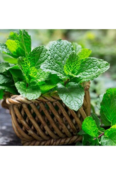 E-fidancim Ata Tohumları Geleneksel Peppermint Nane Tohumu (150 tohum)