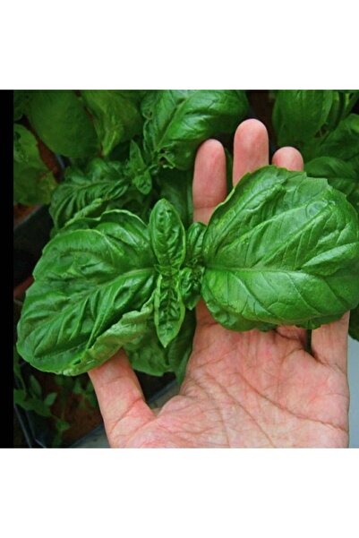 E-fidancim Geleneksel Ata Tohumları Large Leaf Marul Yapraklı  Fesleğen Tohum...