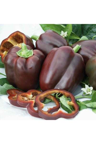 E-fidancim Kaliforniya Dolmalık Chocolate Tatlı Biber Tohumu  (10 tohum)