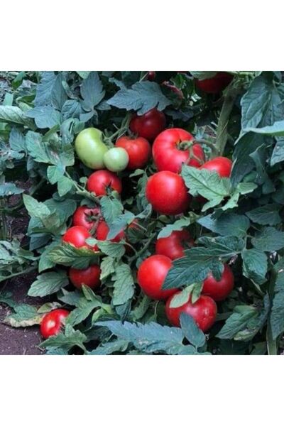 E-fidancim Bolveren Salkım Meyveli İri Etli Sırık Alsancak F1 Domates Fidesi ...