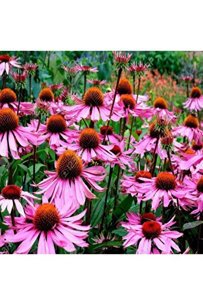 E-fidancim Geleneksel Ata Tohumları Doğal Starlight Ekinezya Çiçeği Tohumu (15 Tohum)