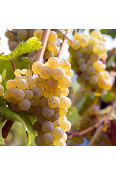 E-fidancim Parfüm Kokulu Yüksek Aromalı Sofralık Pekmezlik Riesling Üzüm fidanı