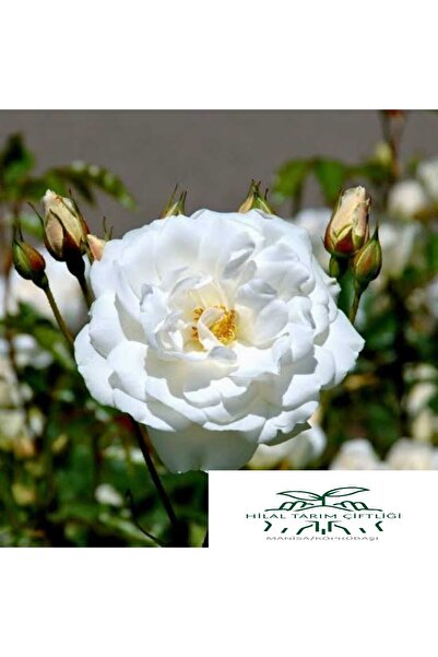 HİLAL TARIM ÇİFTLİĞİ Yediveren Beyaz tüplü gül fidanı