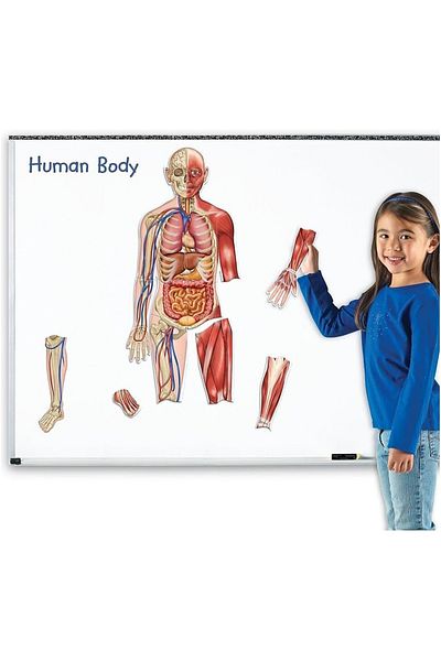 Learning Resources Corp uman magnetic față-verso-ler6044