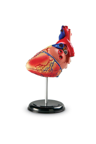 Learning Resources Human Body Template - Heart