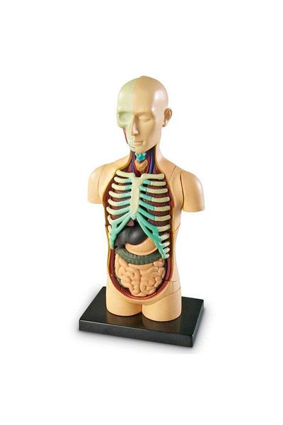 Learning Resources Human Anatomy Model