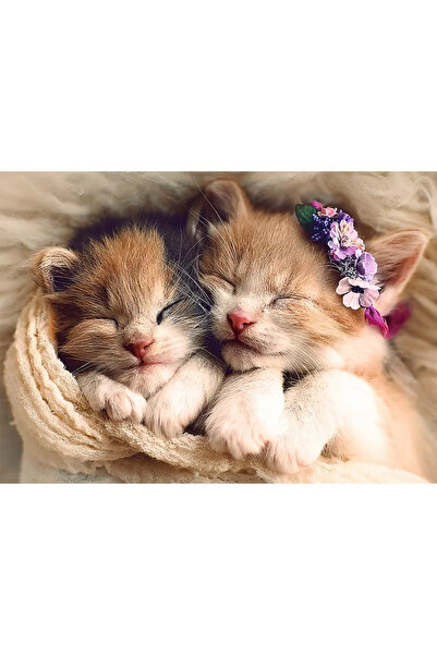 Trefl Puzzle 500 ospalých koťátek