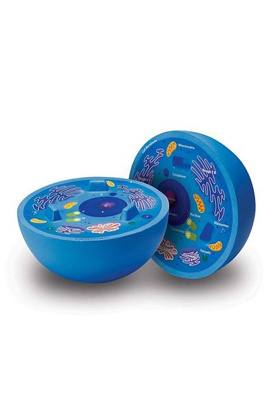Learning Resources Transverse Sectional Animal Cell Model in Soft Foam