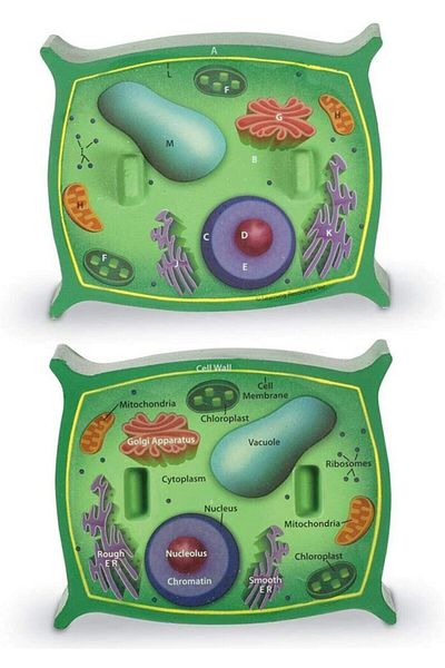 Learning Resources Plant Cell Sectional Model (Soft Foam)