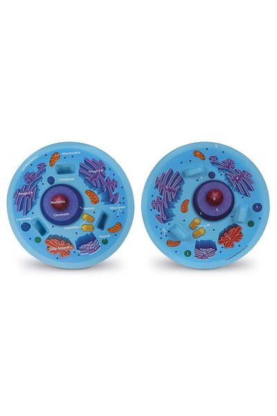 Learning Resources Transverse Sectional Animal Cell Model in Soft Foam