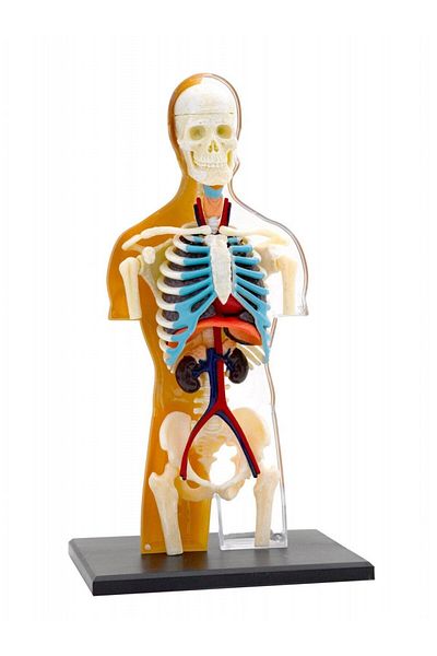 Thames & Kosmos Kit STEM Anatomia corpului uman