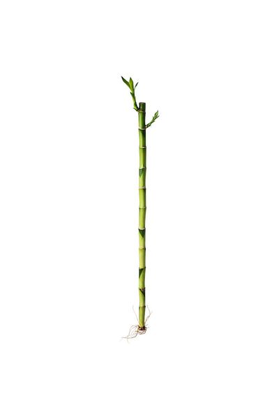 IKEA Lucky bamboo natural bamboo plant 45 cm