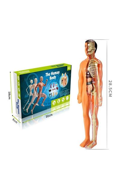 Choice translucency 3d Human Body Torso Model for Kid Anatomy Model Skeleton Anatomical Model Skeleton Mode