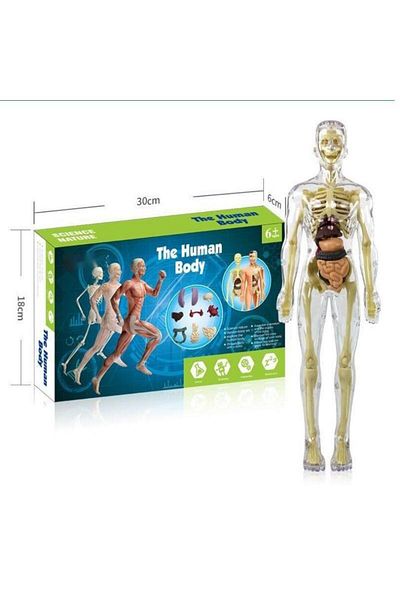Choice transparent 3d Human Body Torso Model for Kid Anatomy Model Skeleton Anatomical Model Skeleton Model