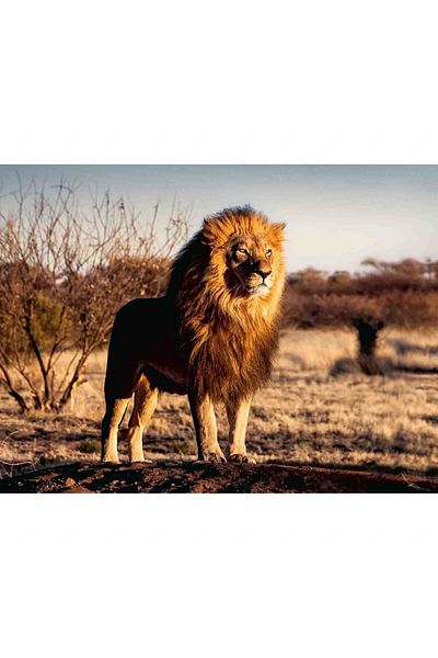 RAVENSBURGER Lion King Puzzle, 1500 Pieces