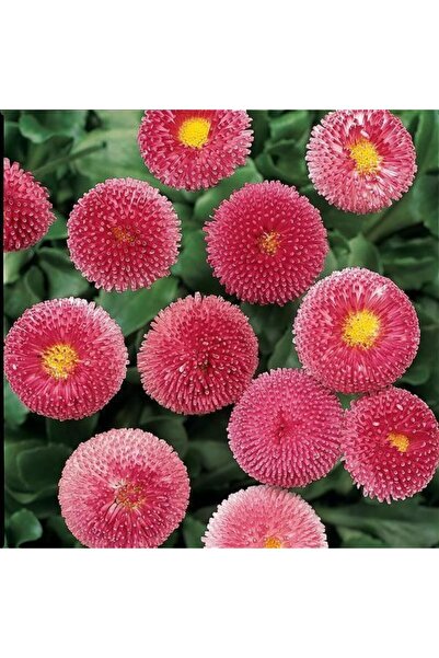 E-fidancim Bellis Perennis Enorma Rose Ball Ponpon İngiliz Çayır Papatyası Çi...