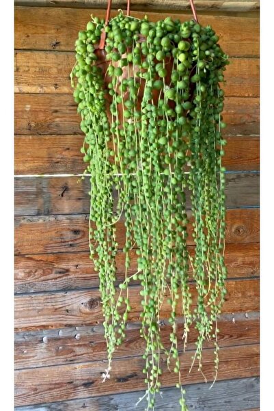 The Best Online Thebestonline Tesbih Çiçeği Askılı 40-50 Cm Saksı Çapı 19 Cm