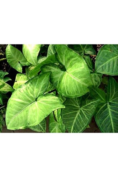 Mimoza Melek Kanadı Çiçeği Fidanı 10-20 cm