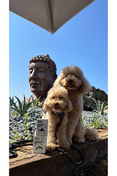 kito Hip&joint Kedi Ve Köpekler Için Eklem Ve Kas Sağlığı Destekleyici (GLUKOZAMİN KONDROİTİN) 2gx15 Saşe