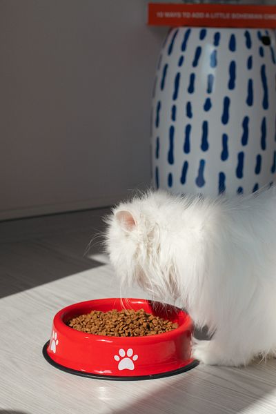 EMAYlab Enamel Cat Dog Food and Water Bowl Paw Pattern