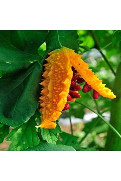 E-fidancim Doğal Kudret Narı Fidesi (2 adet Fide)