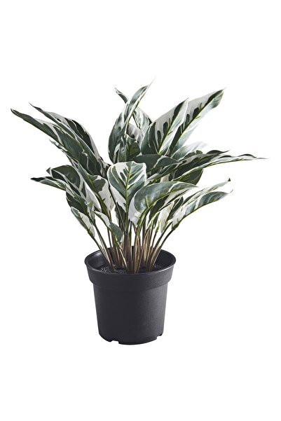 IKEA FEJKA

yapay bitki, yeşil, 15 cm, dua çiçeği