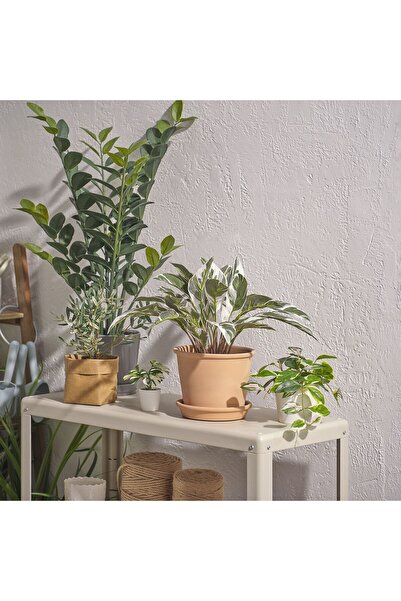 IKEA FEJKA

yapay bitki, yeşil, 15 cm, dua çiçeği