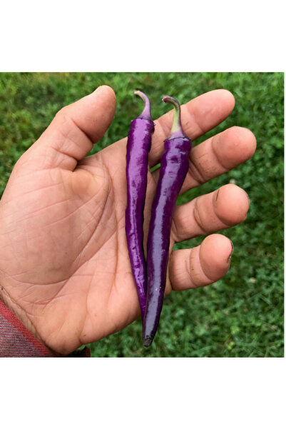 Miracle Tohum Long Hot Mor İnce Acı Biber Tohumu (15 adet)