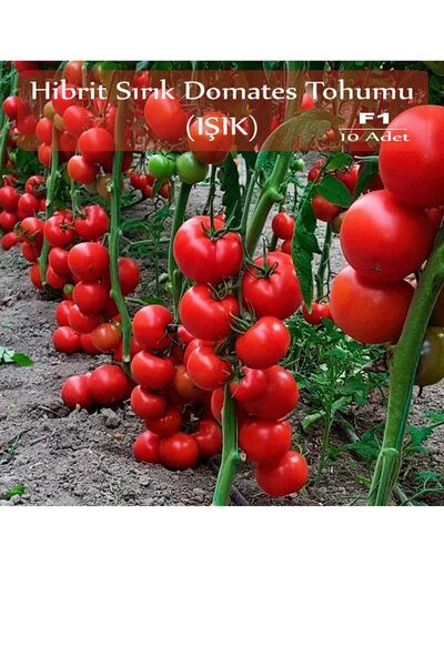 Zencefil Organik Hibrit Sırık Domates Tohumu Işık 10 Adet Tohum F1 Hibrit Dom...