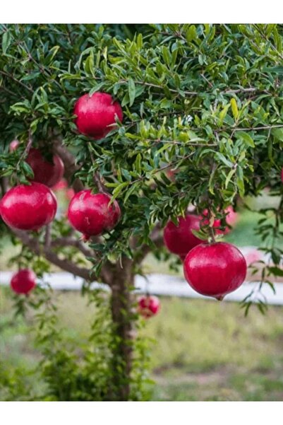 AnkaBahçe Hicaz Nar (TÜPLÜ) Fidan