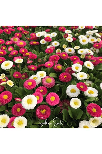 E-fidancim Karışık Super Enorma Ponpon İngiliz Çayır Papatyası Çiçeği Tohumu (100 tohum)