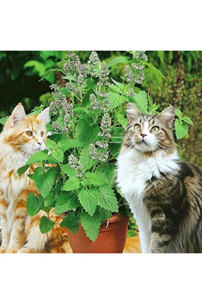 E-fidancim Ata Tohumları Geleneksel  Catnip Kedi Nanesi Tohumu (20 tohum )