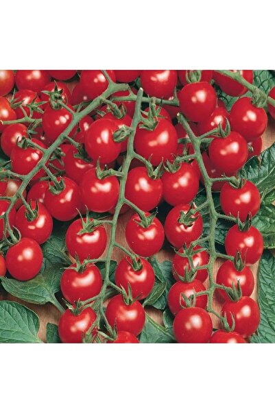 E-fidancim Yüksek Verimli Cluster Kokulu Janissary Çeri F1 Domates Tohumu (10...