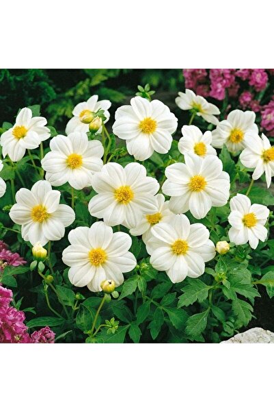 E-fidancim Geleneksel Tohumlar  Bodur Mignon White Dahlia Yıldız Çiçeği Tohum...