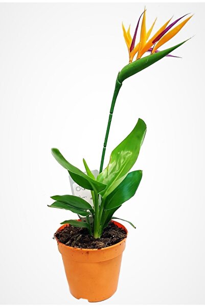 Byaysima Starliçe Regina Cennet Kuşu (strelitzia Reginae) Ithal Canlı Saksıda...