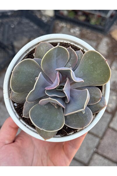 SukuLand Echeveria Valkyrie Trumpet (tümörlü) özel tür sukulent 15cm saksıda