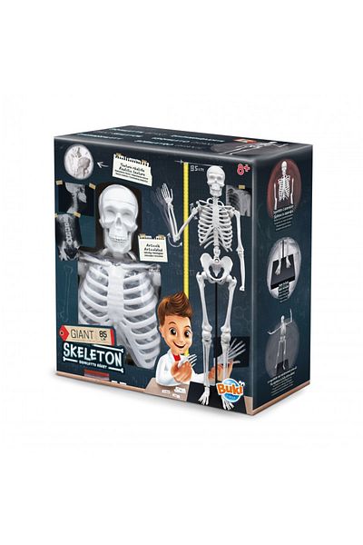 Buki France Human Body Skeleton Model 85 Cm
