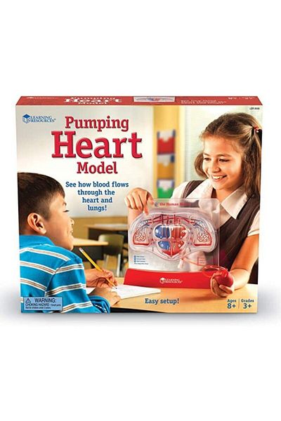 Learning Resources Modele Kalp Pompalama