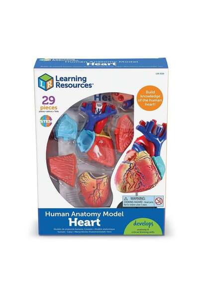 Learning Resources Human Body Template - Heart